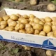Loại củ gần 30 triệu đồng/kg, chỉ một nơi có