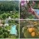 Cận cảnh nhà vườn 10.000m2 ở Hà Nội của "ông hoàng nhạc đỏ"