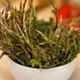 Loại rau từng là phế phẩm, nay 40 triệu đồng/kg vẫn khó mua
