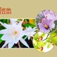 [INFOGRAPHIC] 4 loại hoa đắt nhất thế giới