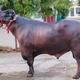 Sửng sốt con trâu được trả 30 tỷ, chủ "kiêu" không bán 