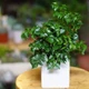 4 loại cây đặt phòng khách hút tài lộc cực nhiều
