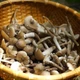 Loại nấm chỉ mọc nửa đêm gần triệu đồng/kg vẫn hút khách 
