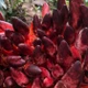 Loại nấm "quý hơn vàng", 2 triệu đồng/kg vẫn hút khách 