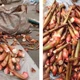 Thứ tưởng bỏ đi nay là "đặc sản", có tiền chưa chắc mua được 