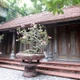 Ngôi nhà gỗ sưa được trả trăm tỷ chủ không bán