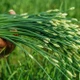 Rau "rẻ bèo" ở Việt Nam, nước ngoài gần 200.000 đồng/kg