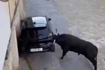 Bò tót hung dữ phá nát ô tô, hai người may mắn chạy thoát 