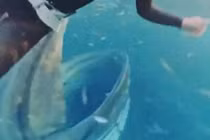 Nữ thợ lặn 45 tuổi suýt bị cá voi lưng gù nuốt chửng khi đang lặn