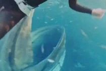 Nữ thợ lặn 45 tuổi suýt bị cá voi lưng gù nuốt chửng khi đang lặn