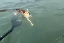 Phóng sinh mèo xuống nước để tích công đức ở Trung Quốc gây phẫn nộ