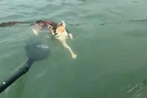 Phóng sinh mèo xuống nước để tích công đức ở Trung Quốc gây phẫn nộ