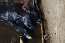 Cận cảnh trâu non mới sinh có hai đầu khiến nhiều người kinh ngạc