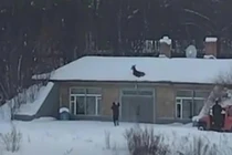 Cảnh tượng vừa kỳ lạ vừa thú vị trên nóc nhà phủ đầy tuyết 