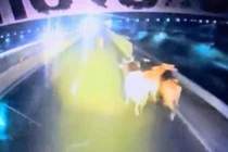 Đàn bò chạy loạn trên cao tốc vì rơi khỏi xe tải