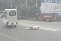 Em nhỏ rơi từ xe ba bánh xuống đường, tài xế xe bus xử lý cực nhanh nhạy