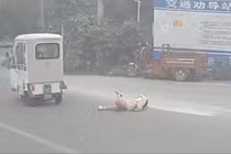 Em nhỏ rơi từ xe ba bánh xuống đường, tài xế xe bus xử lý cực nhanh nhạy