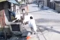 Con bò nổi điên húc văng cụ ông vì bị hất nước xua đuổi