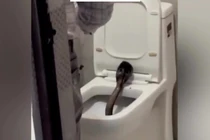 Rắn hổ mang dài 1,5m trong bồn cầu khách sạn Ấn Độ 