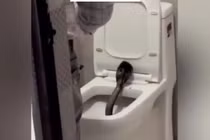 Rắn hổ mang dài 1,5m trong bồn cầu khách sạn Ấn Độ 