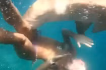 Khoảnh khắc người phụ nữ lặn ngắm san hô thì bị cá mập cắn và kéo đi