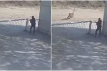 Bảo vệ thoát chết trong gang tấc khi sư tử đuổi theo chó đến cổng nhà máy