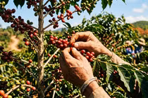 Có chăng nhiều người vẫn không biết cà phê Việt đứng top thế giới?