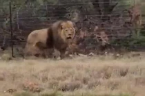 Mất hồn khi thấy sư tử nhảy khỏi xe tải đang chạy để tẩu thoát 