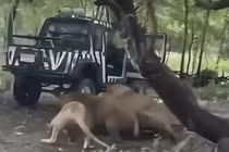 Nhân viên sở thú tử vong vì bị đàn sư tử 'xâu xé' khiến du khách kinh hoàng