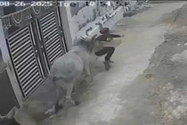 Đang đi xe máy, người đàn ông bị bò điên húc văng trên phố