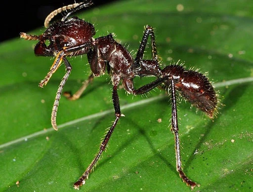 Những nghi lễ trưởng thành đáng sợ bậc nhất hành tinh