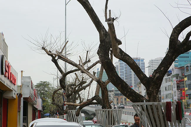 7 cây sưa đỏ ở HN chết: Cty Thành Công Xanh có phải đền tiền tỷ?