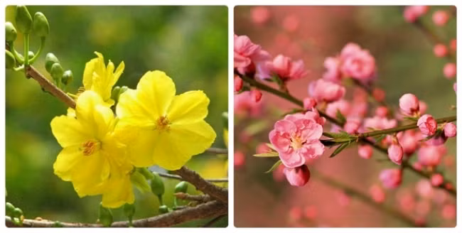 Đã mắt ngắm những cây đào, mai “khủng” nhất Việt Nam