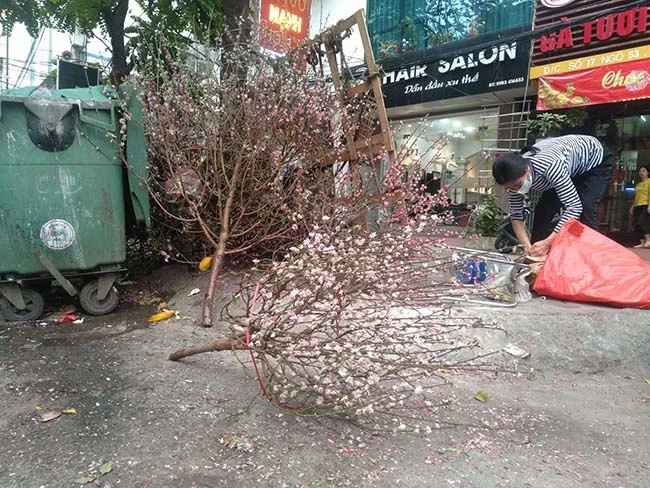 Sau Tết, công nhân vã mồ hôi dọn đào, quất bị vứt đầy đường