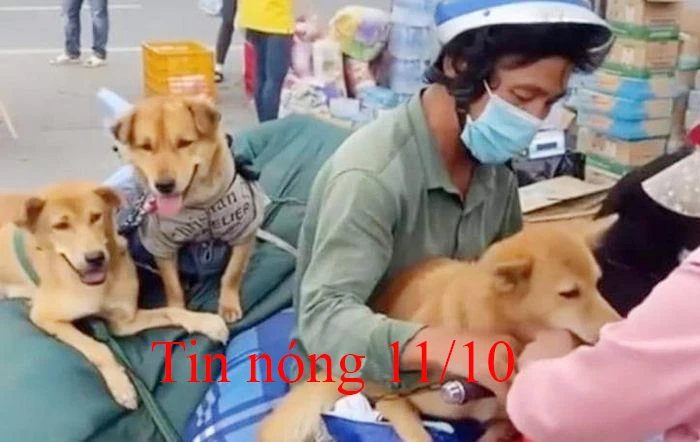 Tin nóng 11/10: Bí thư Cà Mau nói gì về việc tiêu hủy đàn chó, mèo?