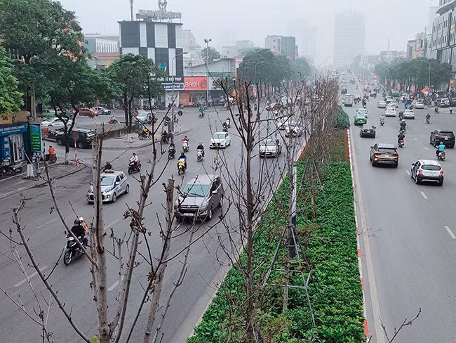 Hàng phong lá đỏ khô héo, xác xơ trên đường Trần Duy Hưng - Hà Nội