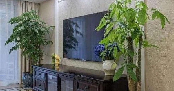  3 vị trí “tử huyệt” này tuyệt đối không đặt cây cảnh 