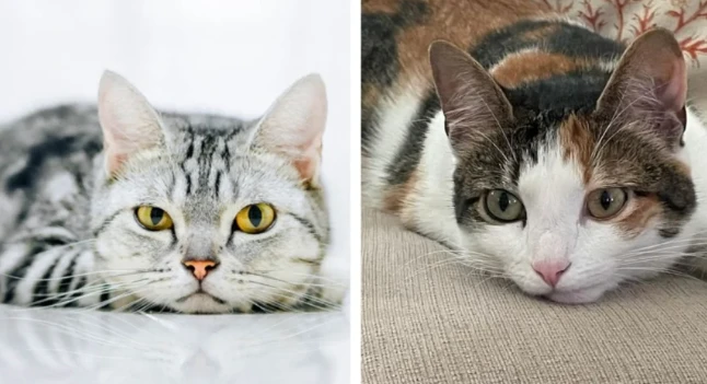 Đầu tháng 9 Âm: 3 con giáp may mắn hơn người, cầu gì được nấy 