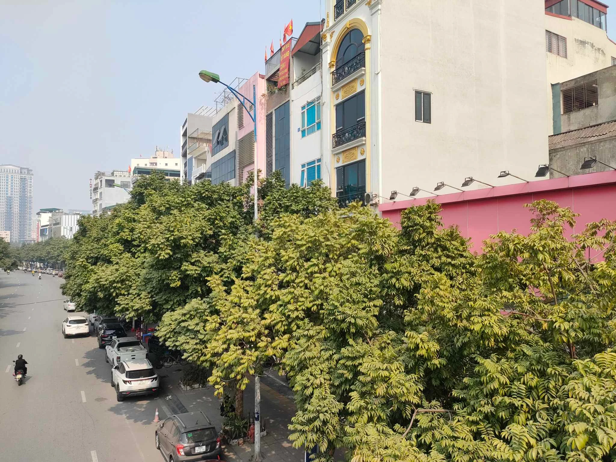 Hàng sưa đỏ quý hiếm trên phố Nguyễn Văn Huyên giờ thế nào?