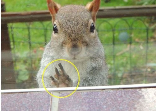 Sóc nhỏ cầu xin sự giúp đỡ khi bị cáo đỏ tấn công