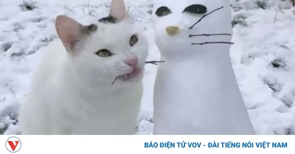 Những hành động kỳ quặc của “boss” mèo