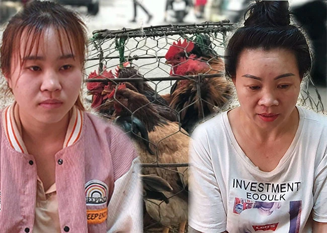 Người phụ nữ buôn gà và bịch ma túy đầy “bí ẩn“