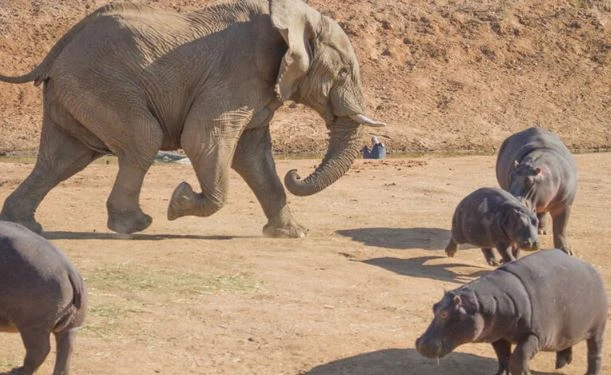 Bảo vệ con, hà mã mẹ bị voi đực nổi điên húc ngửa bụng