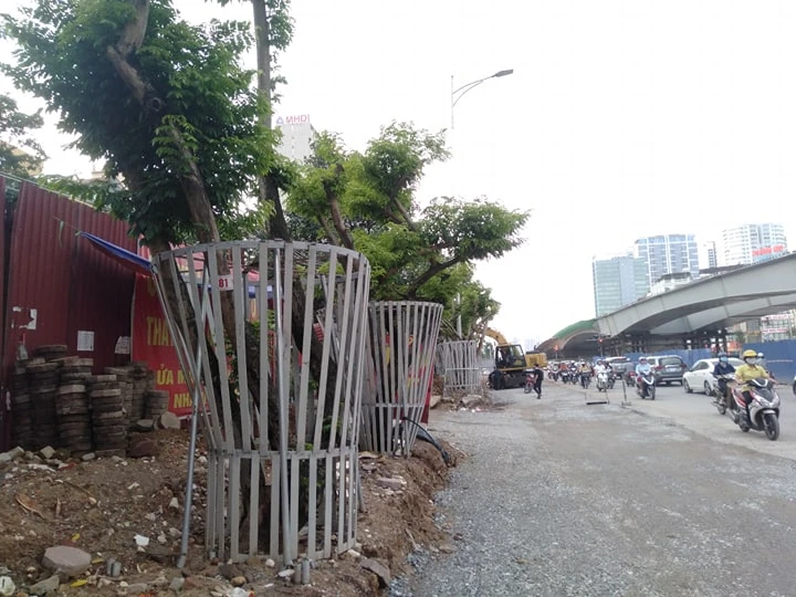 Hà Nội: Mặc “áo giáp sắt” cho hàng sưa đỏ quý hiếm vì lo mất trộm