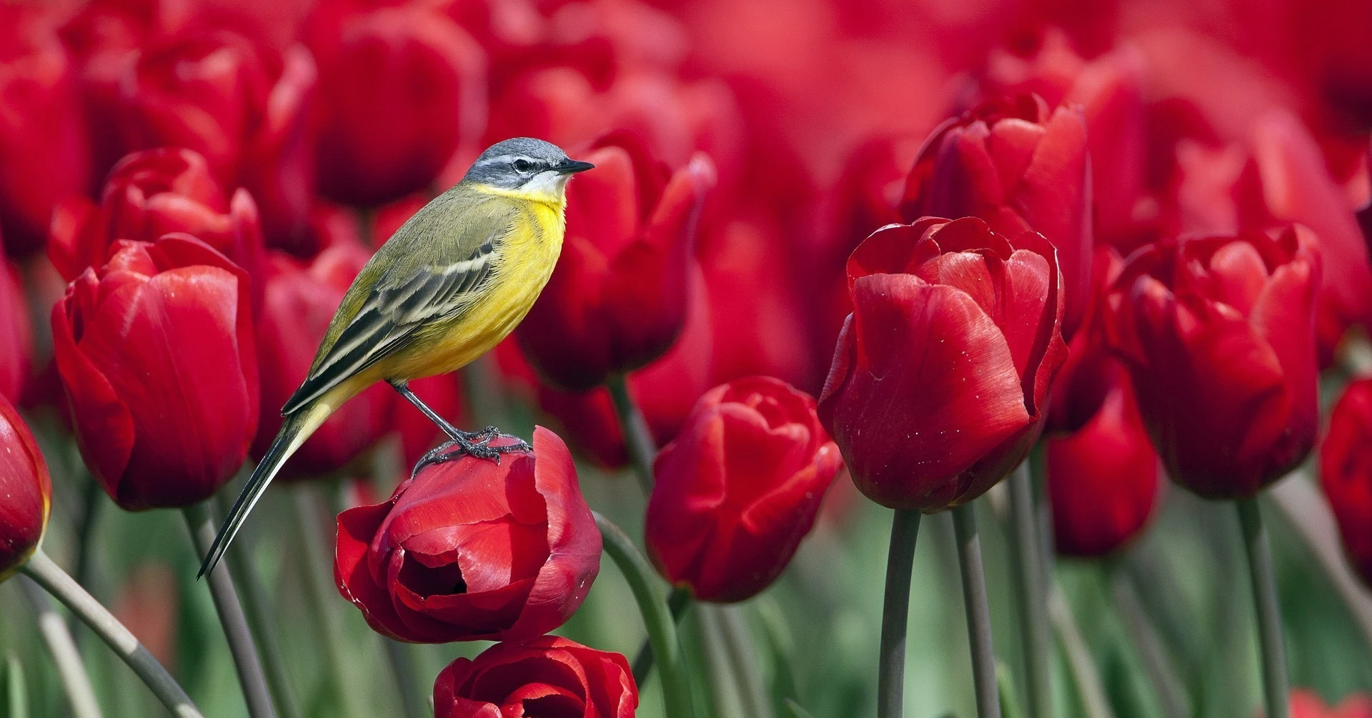 4 con giáp đón phú quý trong 2 tháng cuối năm 2022