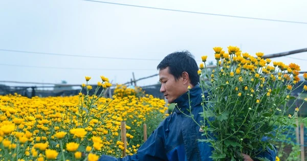 Làng hoa Tây Tựu tất bật chuẩn bị vào vụ Tết