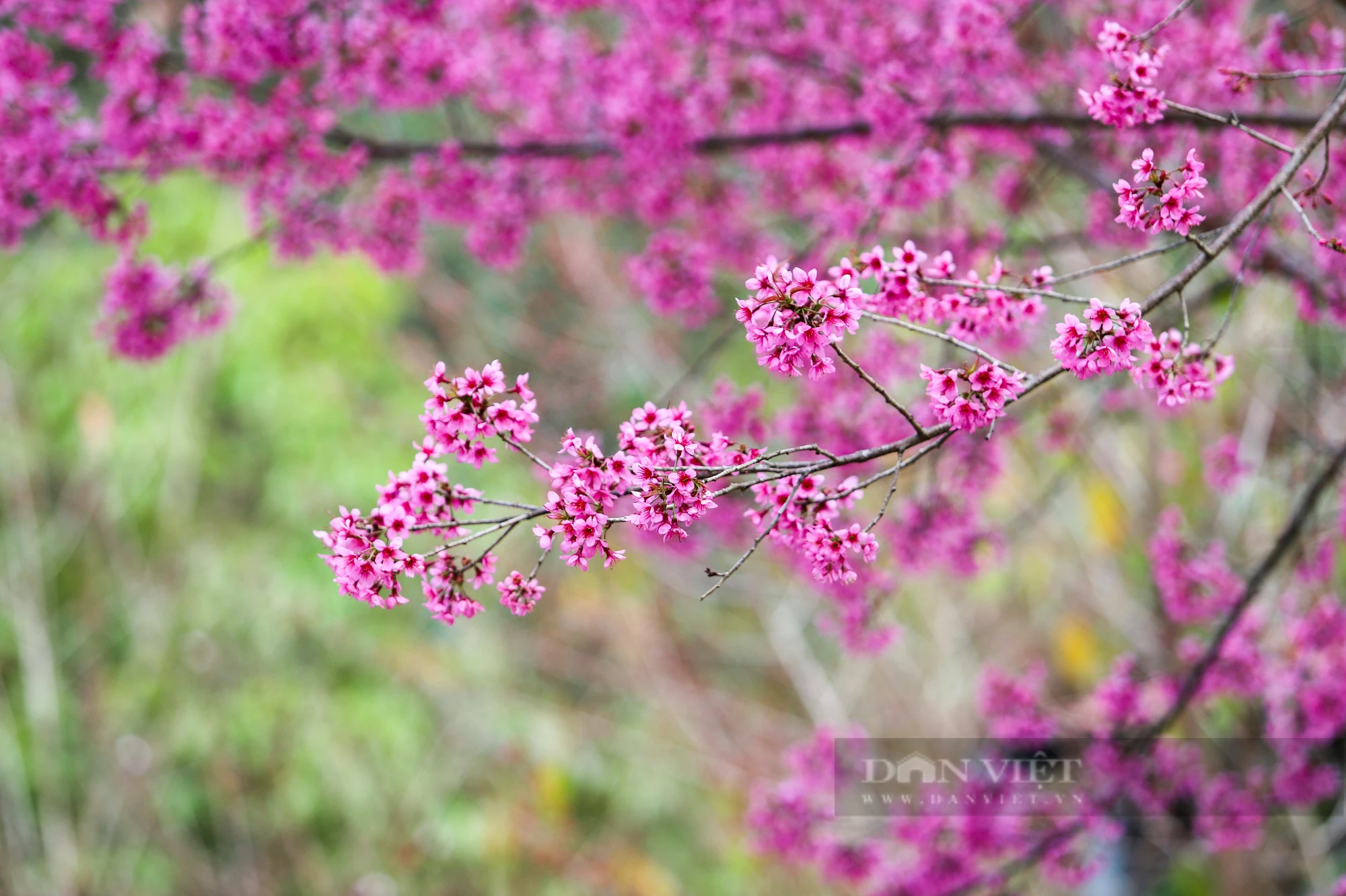 Hoa “Tớ Dày” khoe sắc xua giá lạnh ngày đông trên Mù Cang Chải