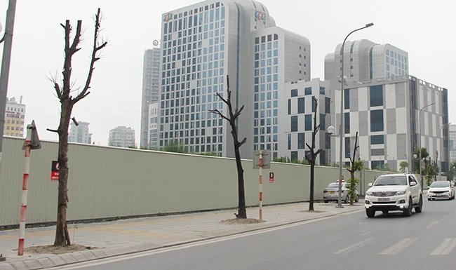 Hà Nội: Hàng loạt cây xanh chết khô trên đường Trương Công Giai