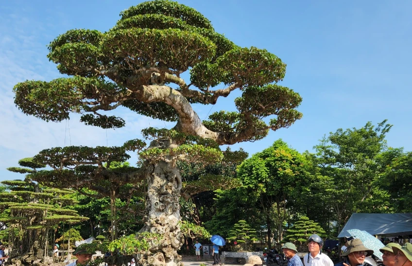 Dàn cây cảnh nghệ thuật đỉnh cao của Hải Hậu “ít ai dám hỏi giá“