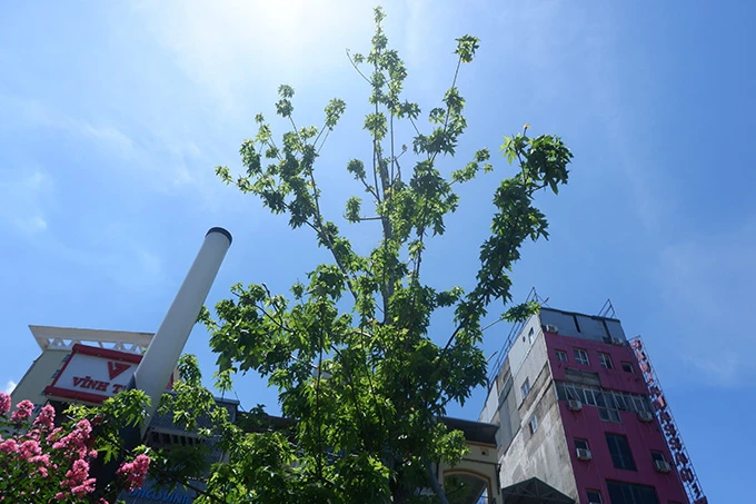 Phong lá đỏ bỗng trổ lá xanh tươi giữa cái nóng gần 40 độ C ở Hà Nội